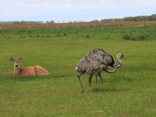 Giant Rheas make their home at reserve